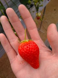 Cropped image of hand holding strawberry