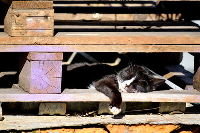 Cat sitting on wood