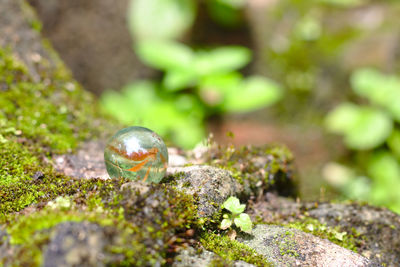 Close-up of marble on moss