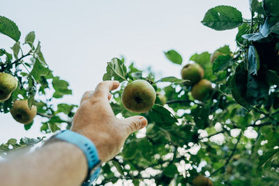 Midsection of man holding fruits growing on tree