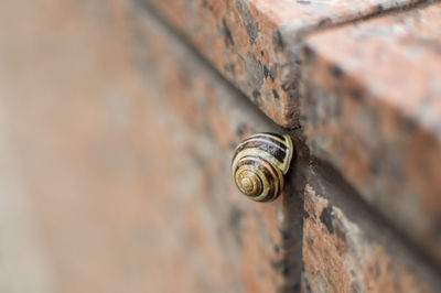 Close-up of snail on brick wall