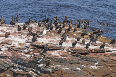 Double crested cormorants on a coastal rock on prince edward island in canada