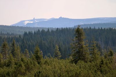 Scenic view of pine trees against sky