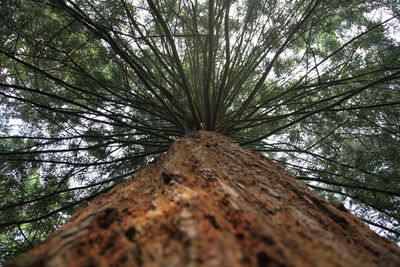 Low angle view of trees in forest