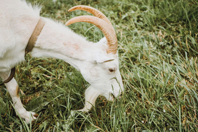 High angle view of white horse on field