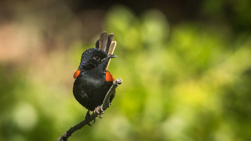 Close-up of bird perching on plant