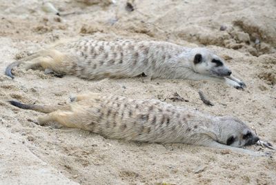 Close-up of meerkat lying on sand