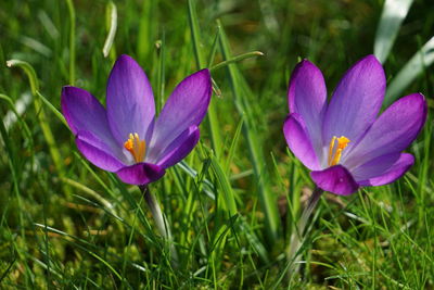 Close-up of purple crocus flowers on field