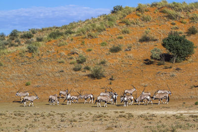 Herd of antelopes in wild