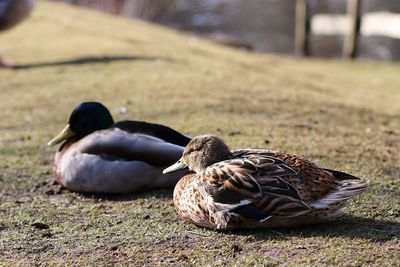 Mallard duck on field