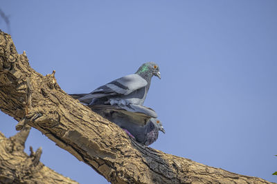 Meeting in a pigeon couple, the way animals express love