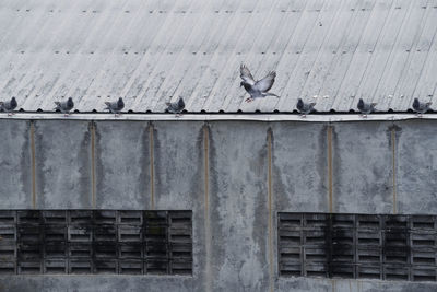 Low angle view of bird perching on brick wall