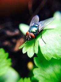 Close-up of insect on leaf