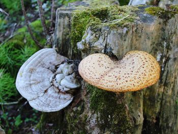 Close-up of fungus growing on tree trunk