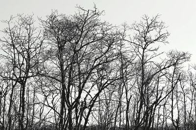 Low angle view of bare trees against clear sky