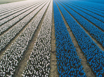 Full frame shot of flowers blooming on field