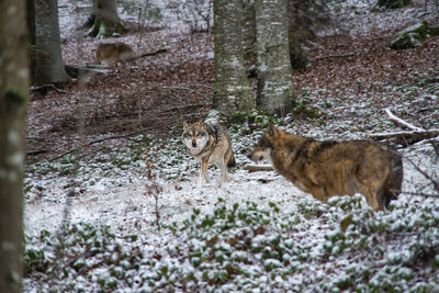 View of cats on ground