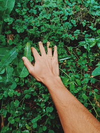 Midsection of person touching plants