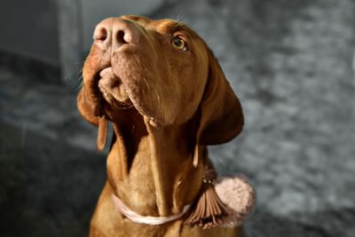 Vizsla  dog looks up