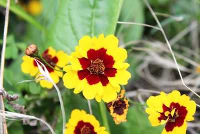 Close-up of yellow flowering plants