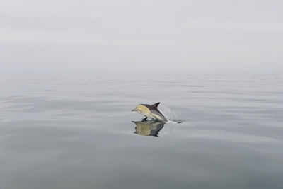 Dolphin jumping on the sea