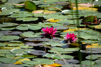 Pink lotus water lily in pond