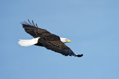 Low angle view of eagle flying in sky