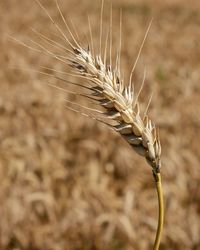 Close-up of wheat growing on field