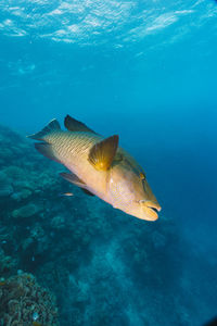 High angle view of man swimming in sea