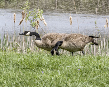 Ducks in a grass