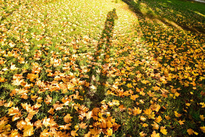 High angle view of flowering plants on field