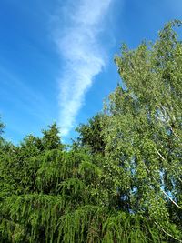 Low angle view of trees in forest against blue sky