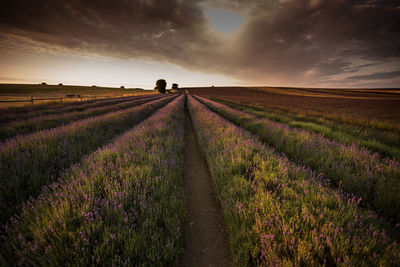 Scenic view of agricultural field against sky during sunset