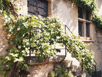 Low angle view of ivy growing on house