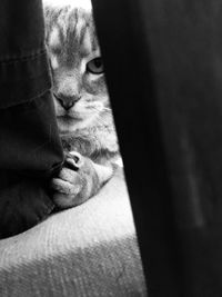 Close-up portrait of cat sitting on carpet