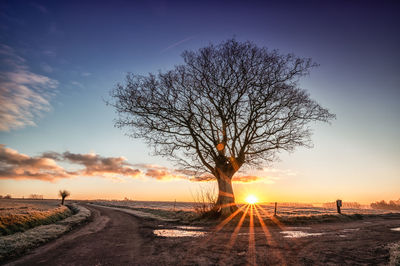 Silhouette bare tree by road against sky during sunset