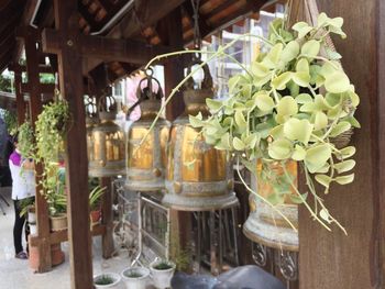 Potted plants on table