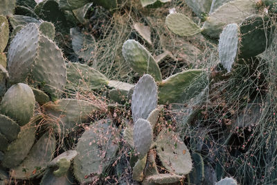 Close-up of cactus growing on rock