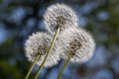 Close-up of dandelion flower