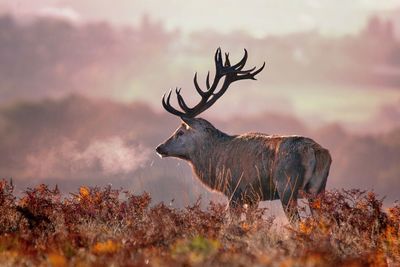 Deer standing on field during sunset