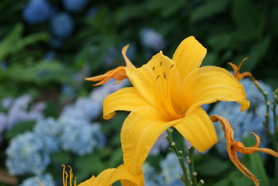 Close-up of yellow lily plant