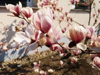 Close-up of pink magnolia