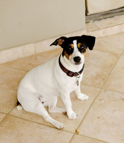 Portrait of dog sitting on tiled floor