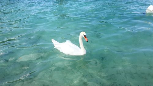 High angle view of swans swimming in lake