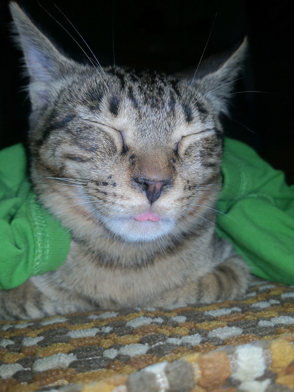 CLOSE-UP OF TABBY SLEEPING