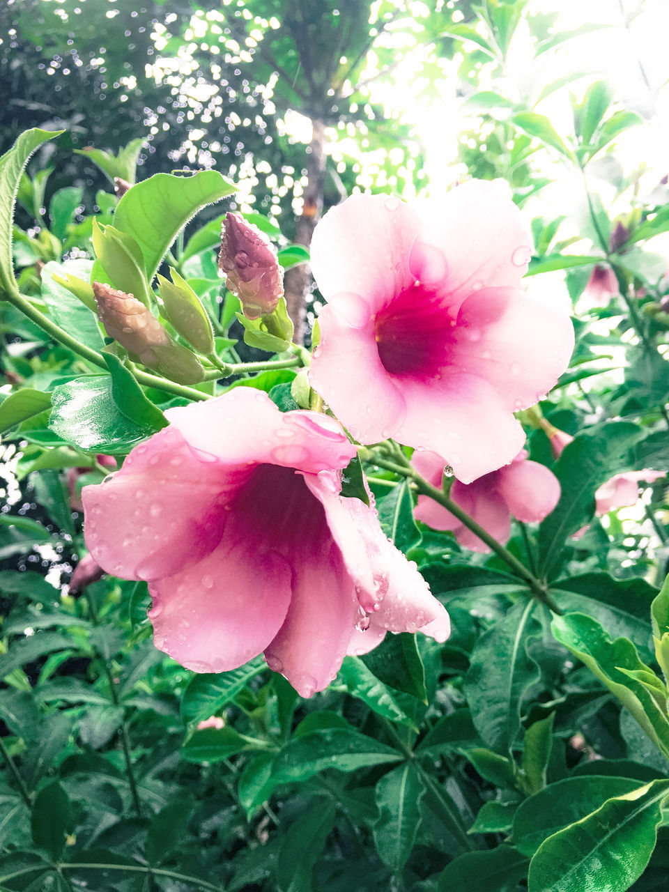 CLOSE-UP OF PINK FLOWERS