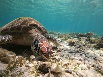 Close-up of turtle swimming in sea