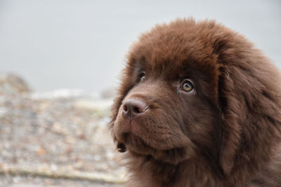Side profile of a chocolate brown shaggy newfoundland puppy dog.