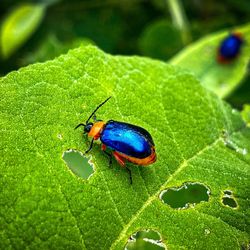 Close-up of insect on leaf