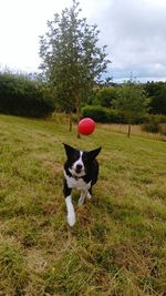 Dog playing with ball park